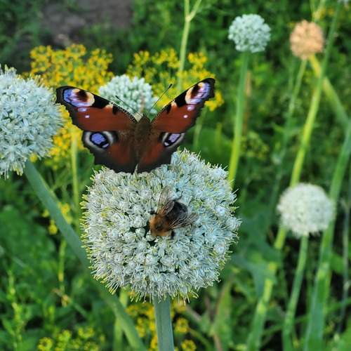 Photo #12924429