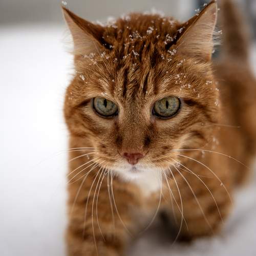 Photo #12926118