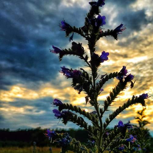 Photo #12927126