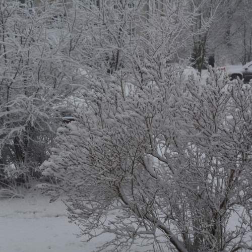 Photo #12927147