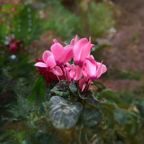 Cyclamen