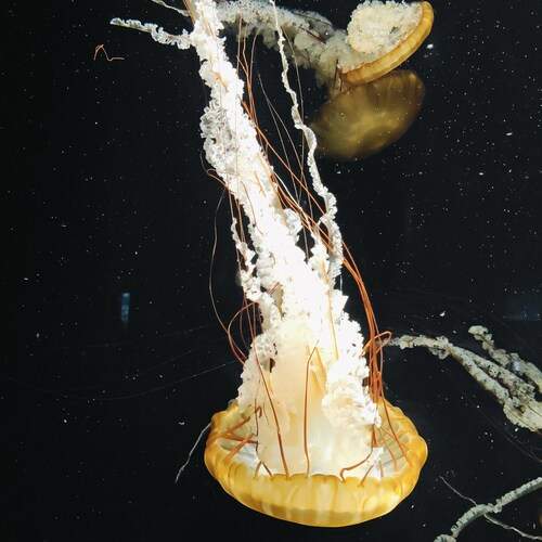 Photo #12928591