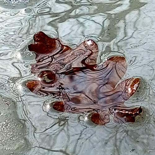Плавающий лист