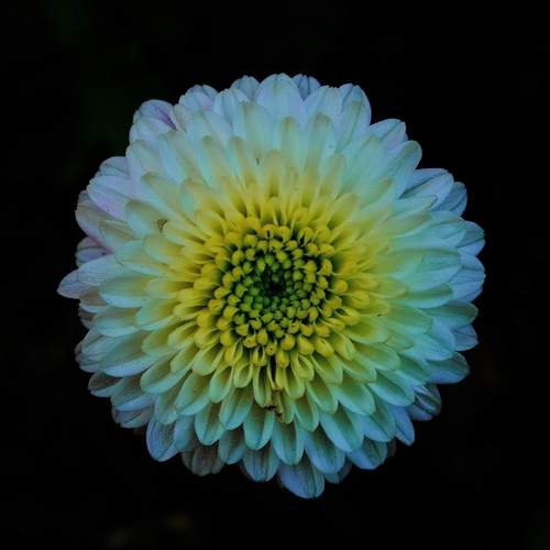 White chrysanthemum flower with a yellow centre