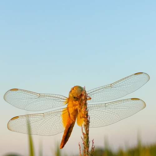 Smilling Dragonfly