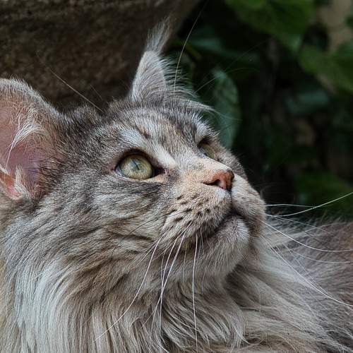 Cat watching birds