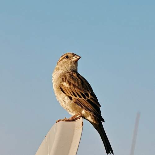 A Sparrow