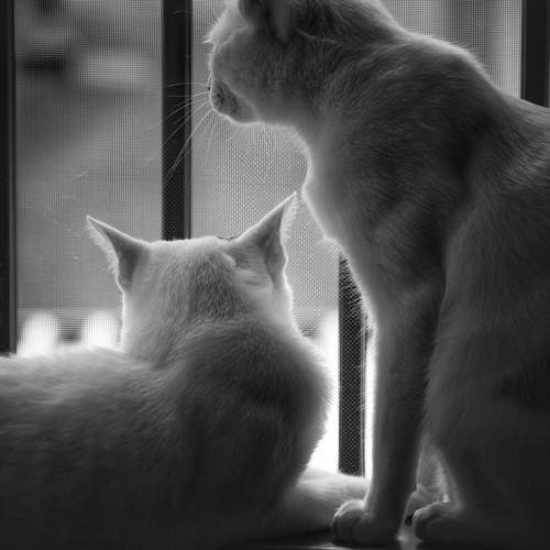 Window Watching