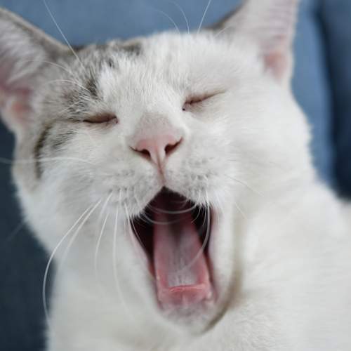 Big Yawn