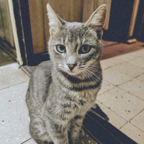 Photo #12931807
