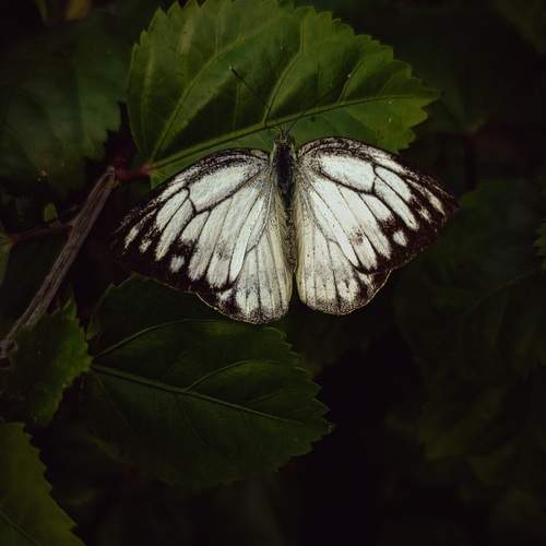 Photo #12932686