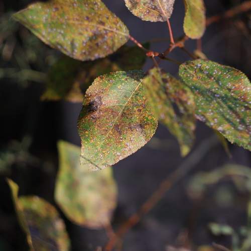 Photo #12932833