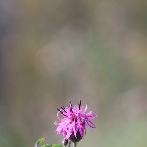 Photo #12932838