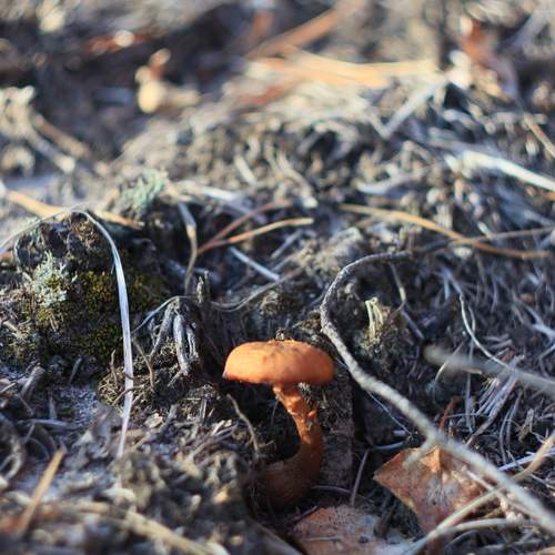 Photo #12932841