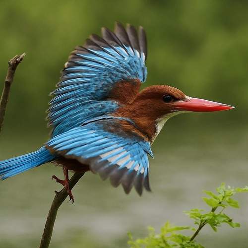 A Flash of Blue in Flight