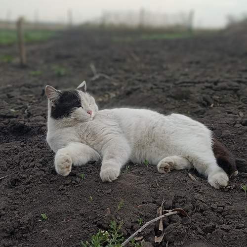 После удачной охоты