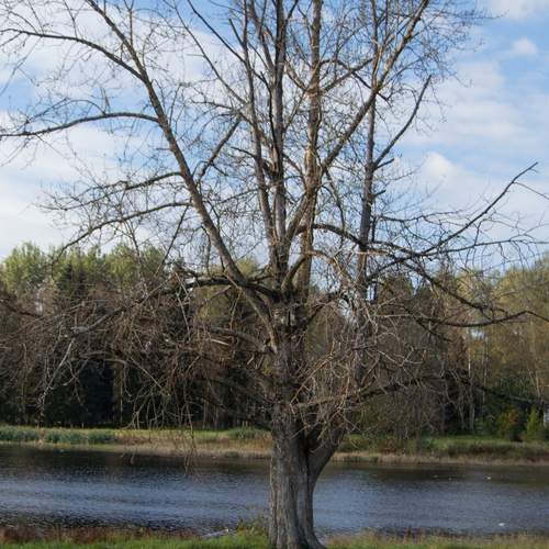 Photo #12935751