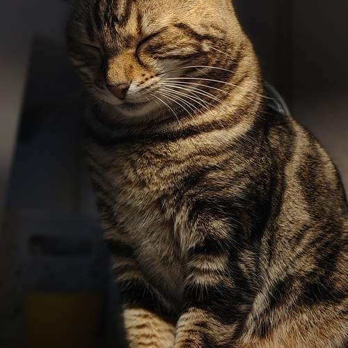 Photo #12936986