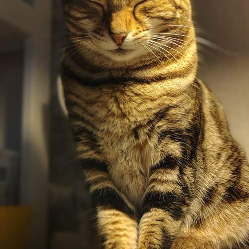 Photo #12936988