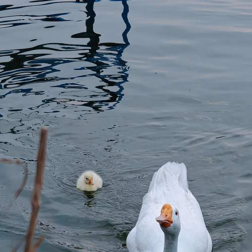 Photo #12937215