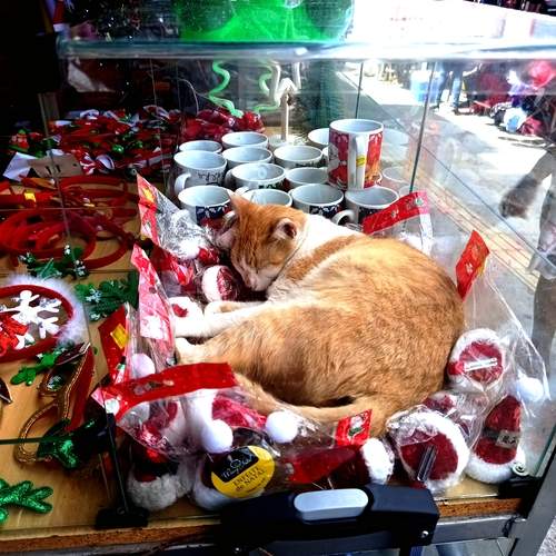 Photo #12937997
