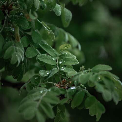 The smell of freshness