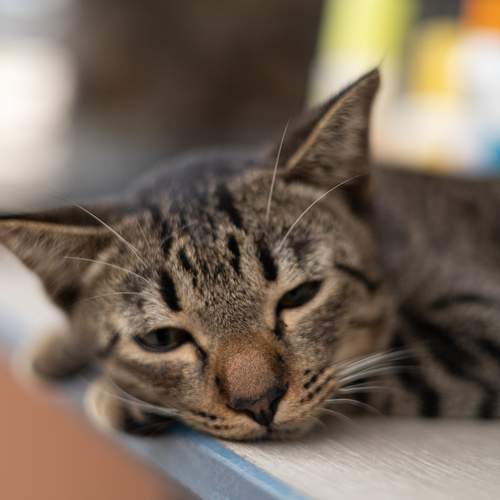 Photo #12940265