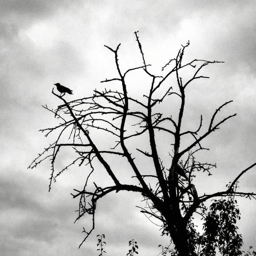 Photo #12940416