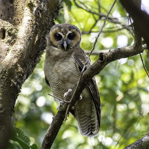 Brown Wood Owl