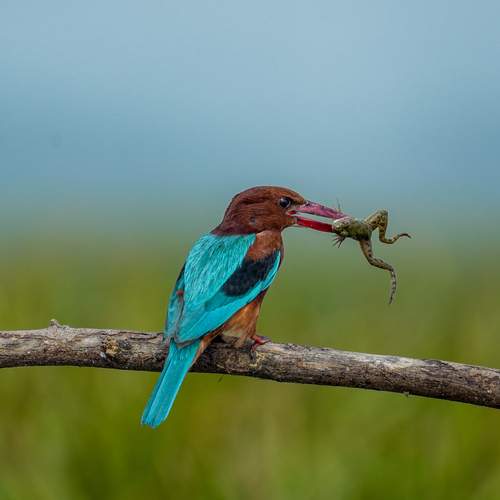 Photo #12940650