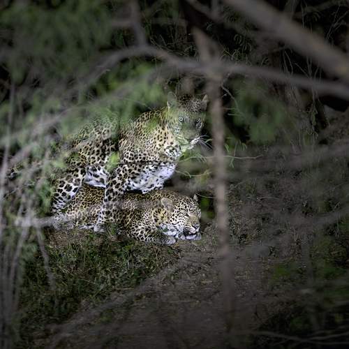 MATING AT NIGHT