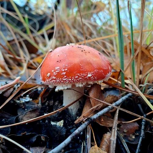 Photo #12942951