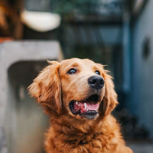 Photo #12944109