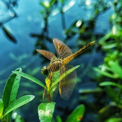 Photo #12944625