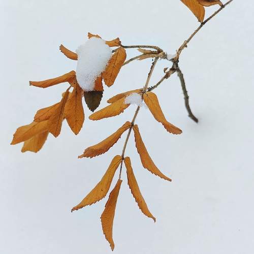 Photo #12945348