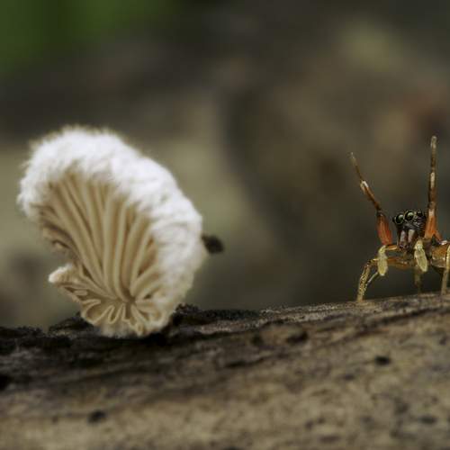 Hey! I\'m bigger than you!