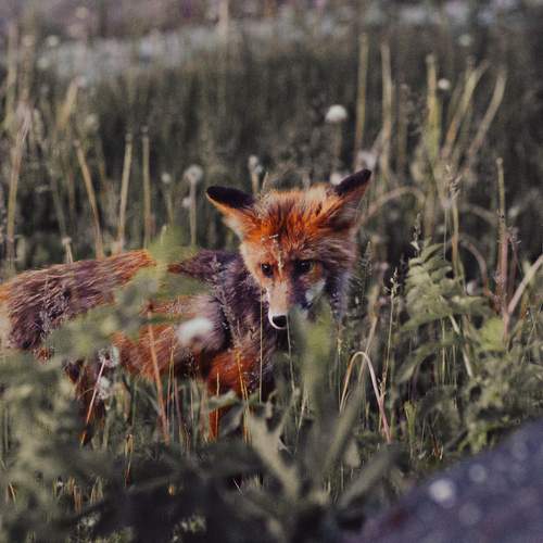 Photo #12945517