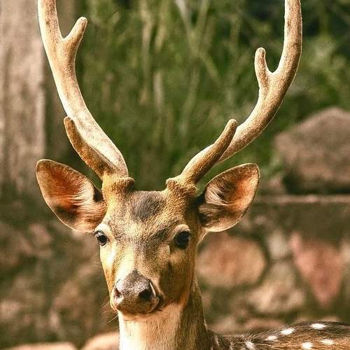 Silent Guardian of the Forest