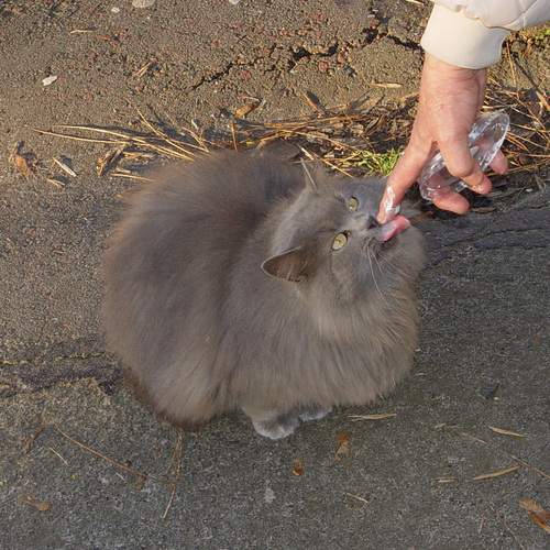 Photo #12947529