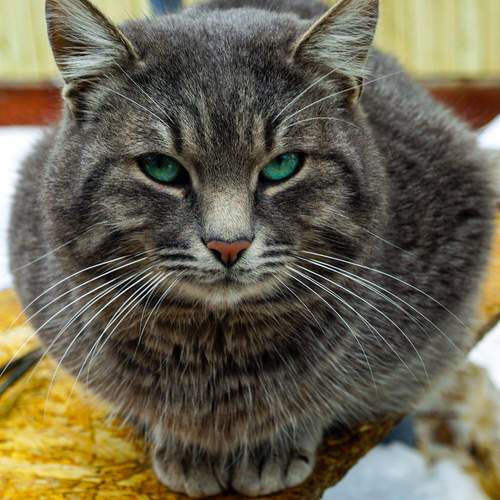 Photo #12947651