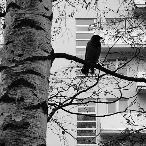 Photo #12948727