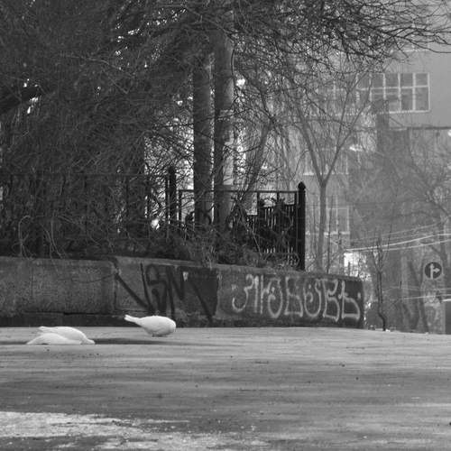 Photo #12949298