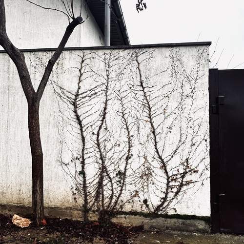Photo #12950083