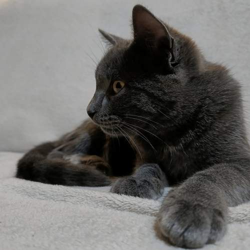 Photo #12950437