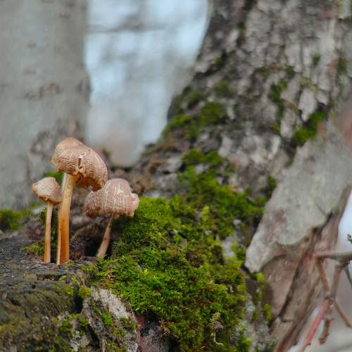 Photo #12950533