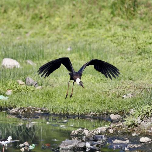 Photo #12950580