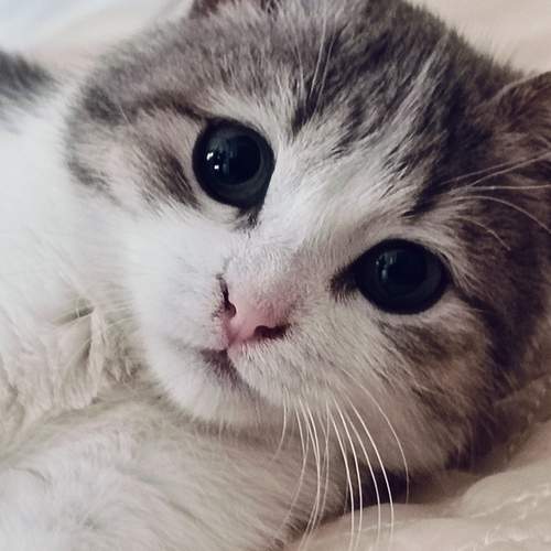 Photo #12950760