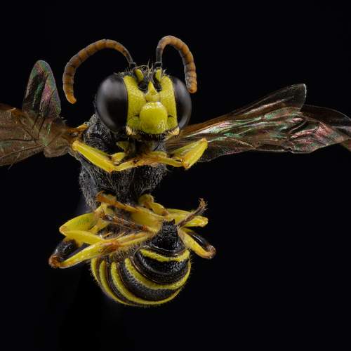 Weevil Wasp