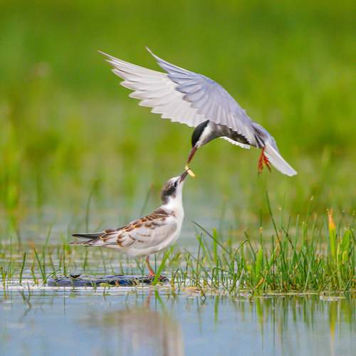 Whiskered tern