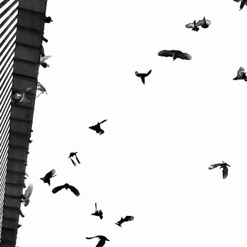 Fly High in the Sky